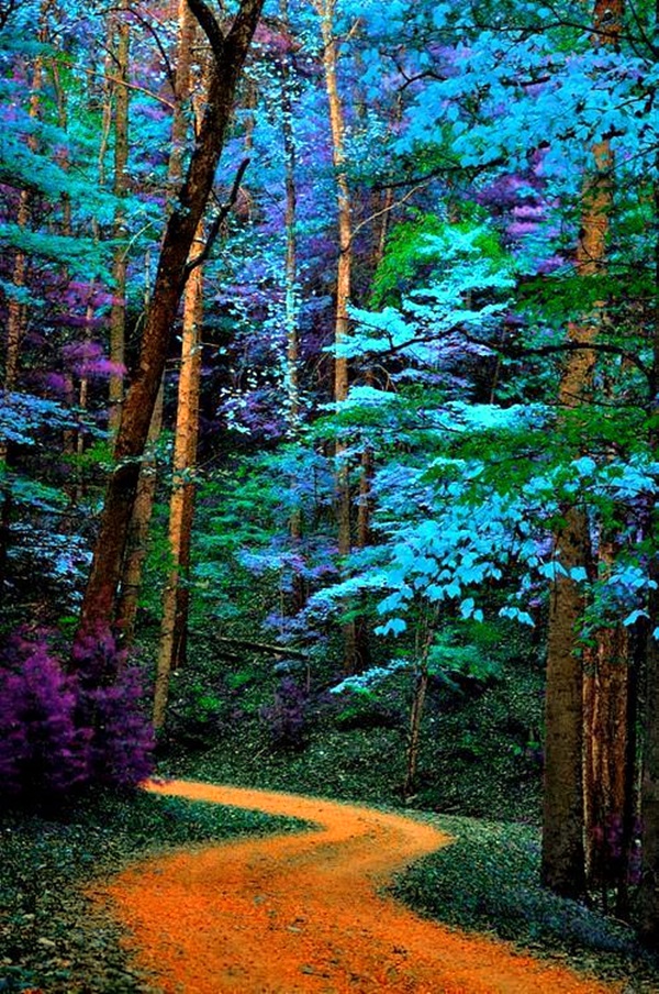 Fascinating Photographs of Forest Paths to another world (4)