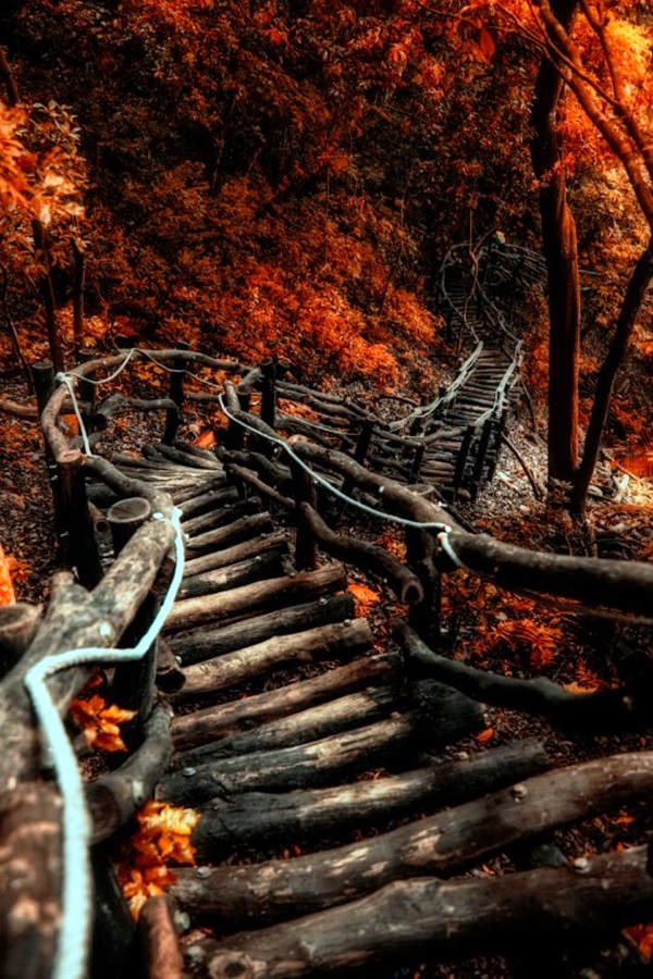 Fascinating Photographs of Forest Paths to another world (40)