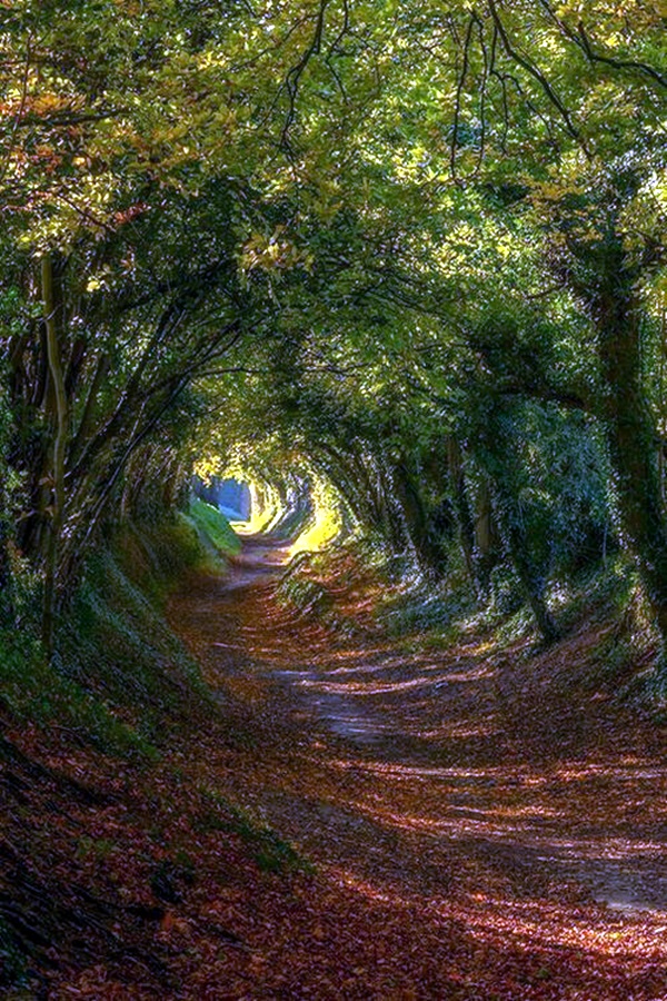 Fascinating Photographs of Forest Paths to another world (42)