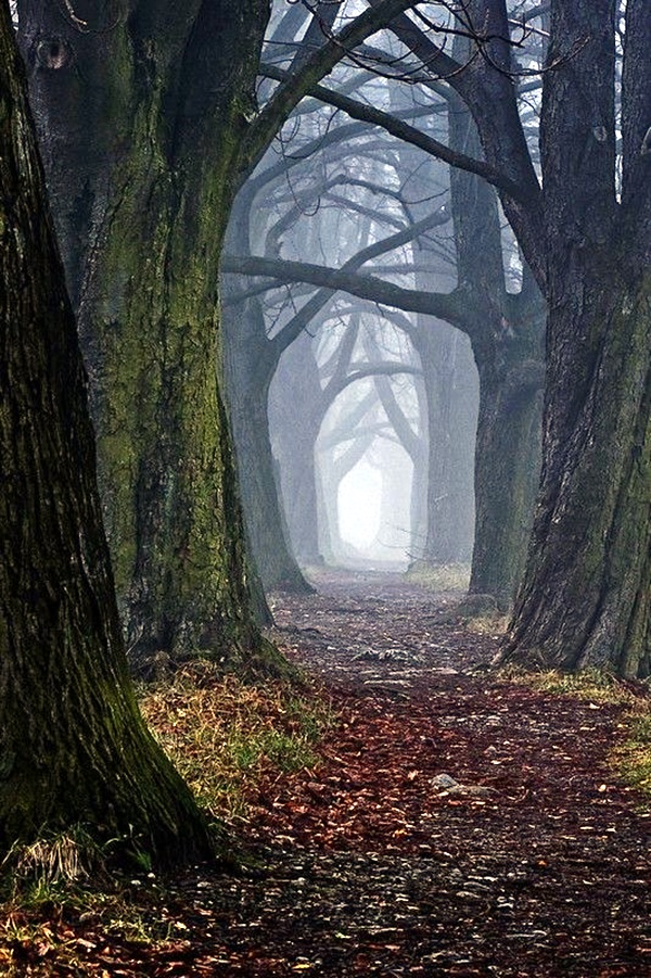 Fascinating Photographs of Forest Paths to another world (43)