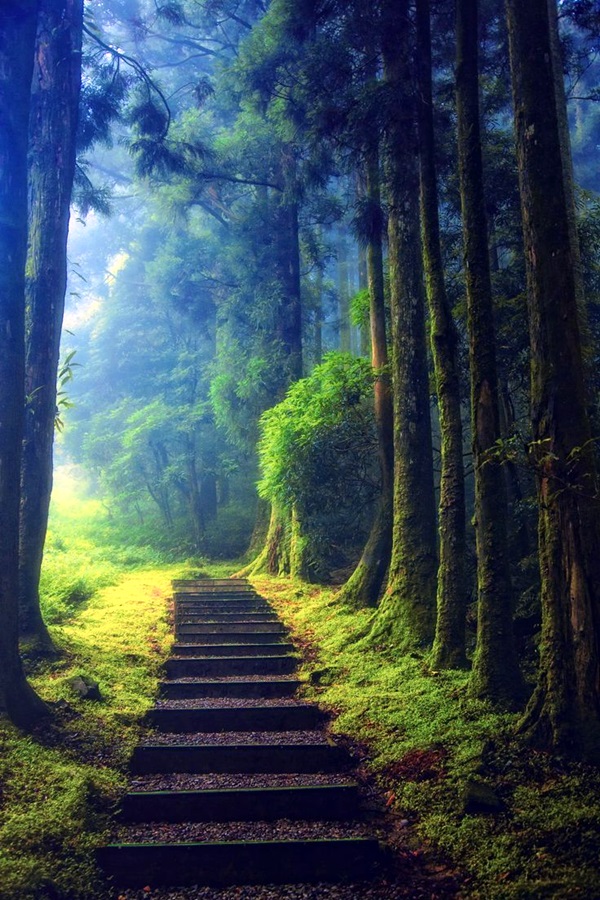 Fascinating Photographs of Forest Paths to another world (44)