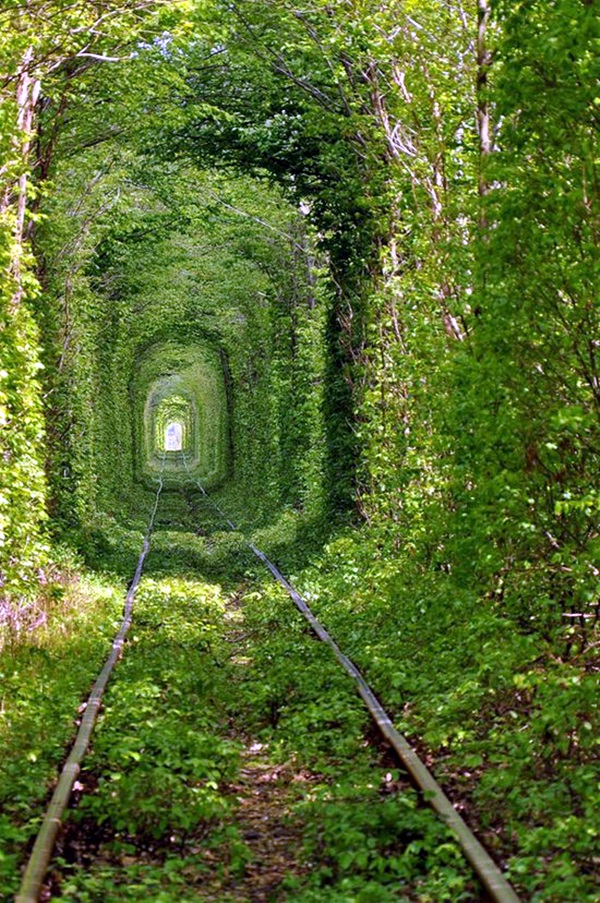 Fascinating Photographs of Forest Paths to another world (45)