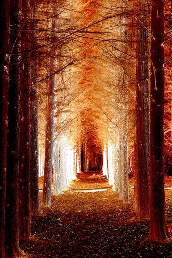 Fascinating Photographs of Forest Paths to another world (46)