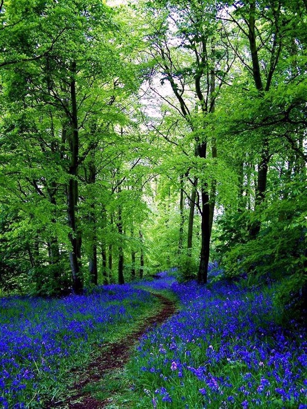 Fascinating Photographs of Forest Paths to another world (47)