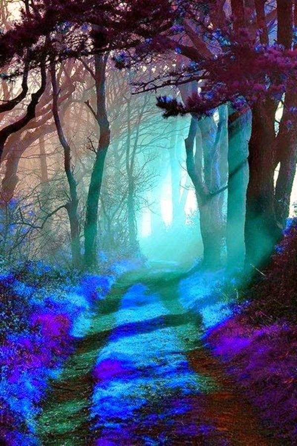 Fascinating Photographs of Forest Paths to another world (48)