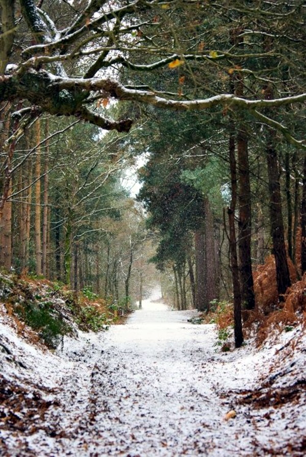 Fascinating Photographs of Forest Paths to another world (5)