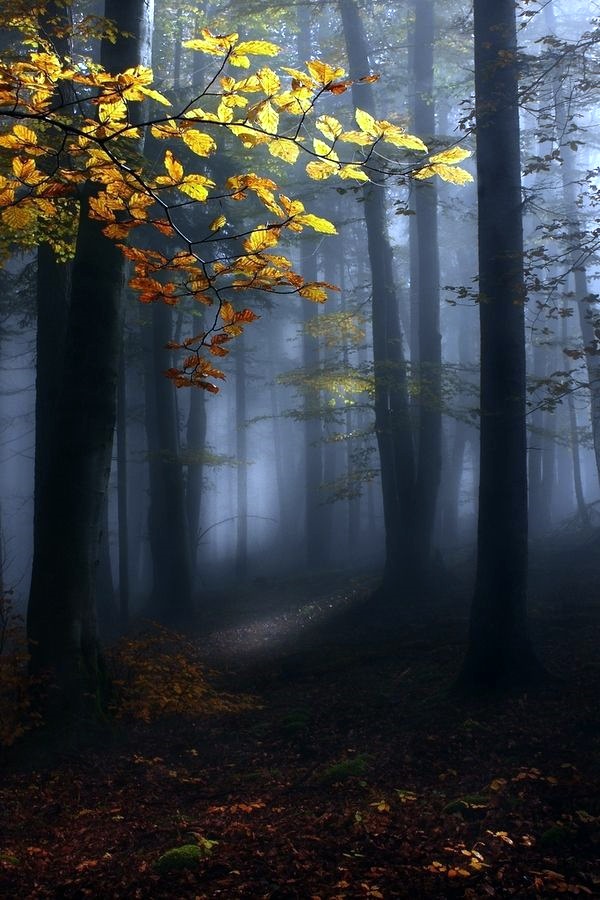 Fascinating Photographs of Forest Paths to another world (6)