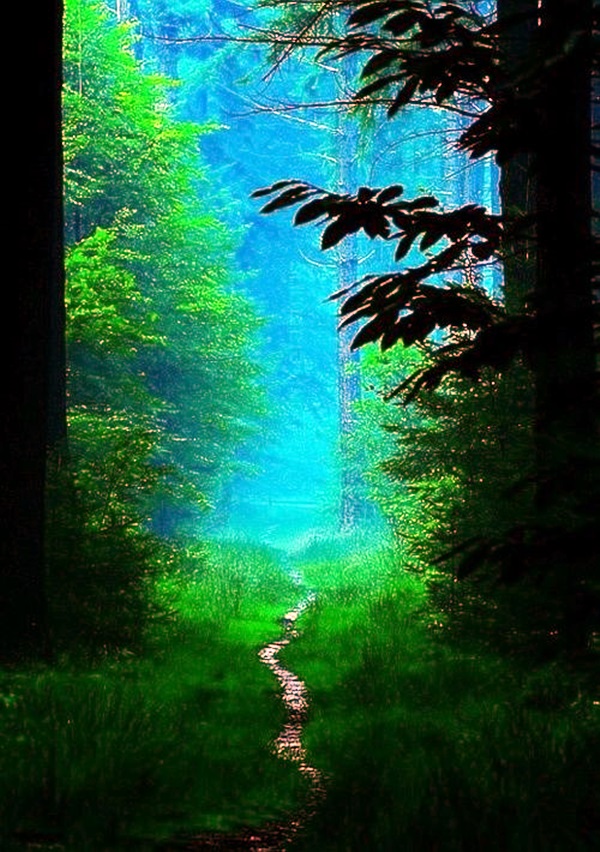 Fascinating Photographs of Forest Paths to another world (7)