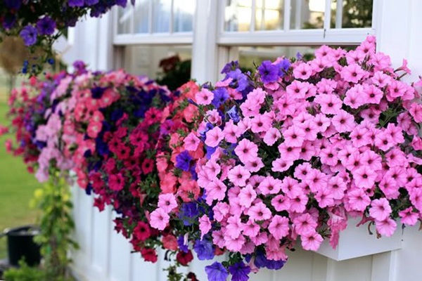 Magical window flower box ideas (28)