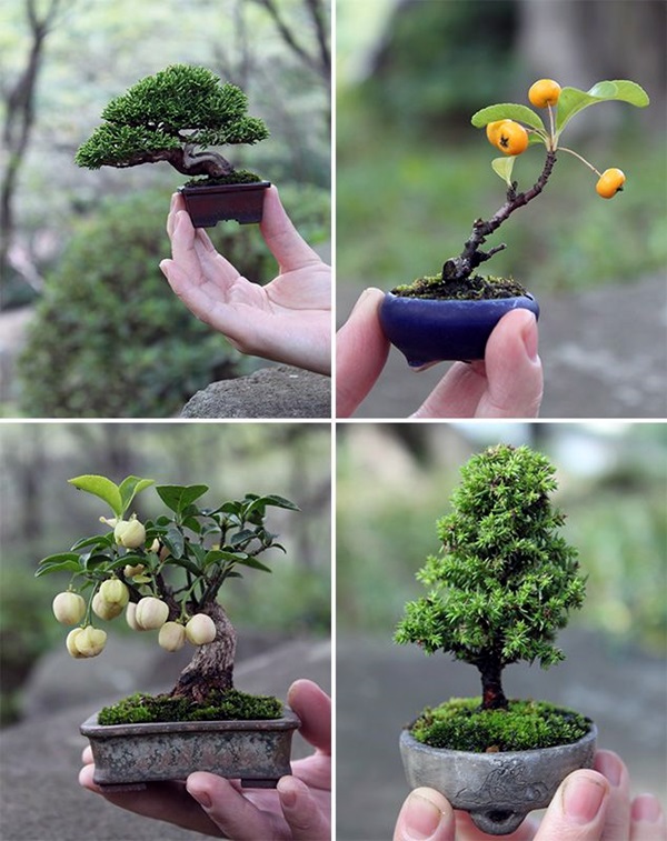 Smart Mini Indoor Garden Ideas (3)