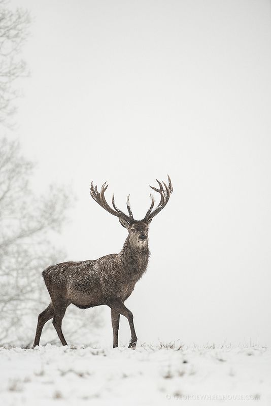 snow photography 2