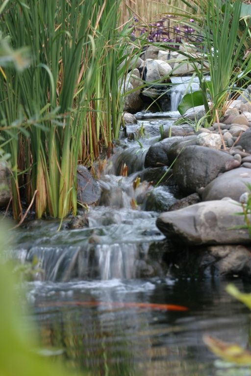 backyard waterfall 12