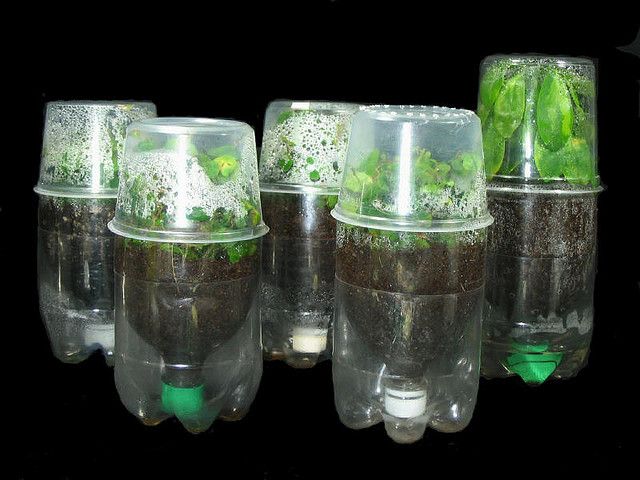 bottle garden 21