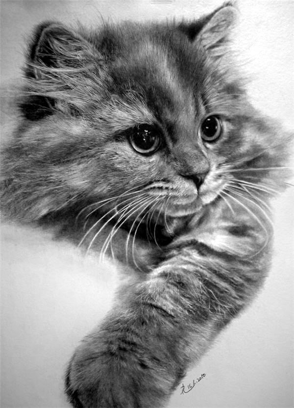 40 Realistic Animal Pencil Drawings