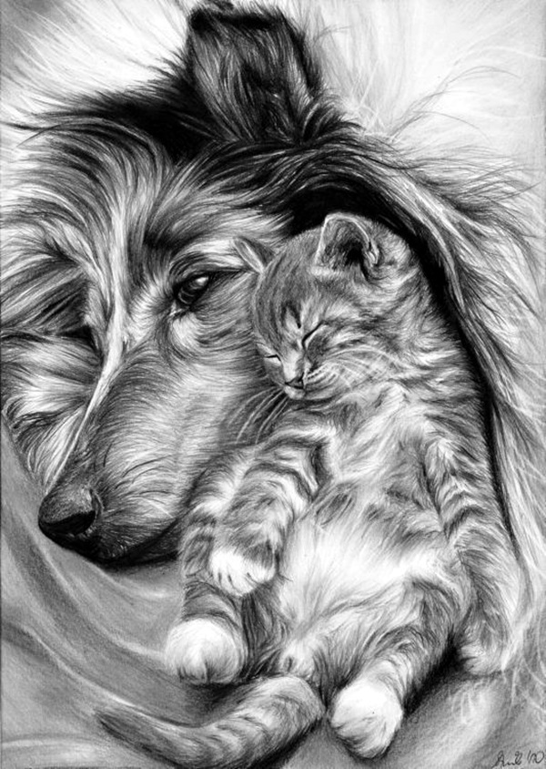 40 Realistic Animal Pencil Drawings Bored Art