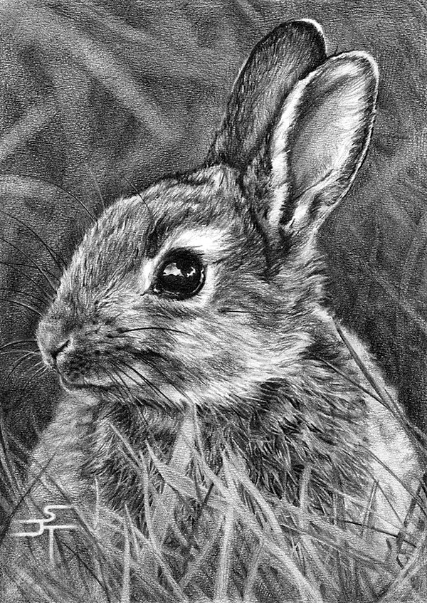 Soft realistic pencil drawings of animals and people by artist deb hoeffner