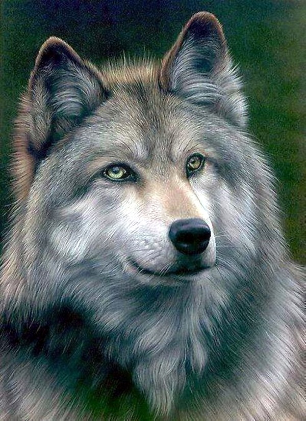 40 Realistic Animal Pencil Drawings