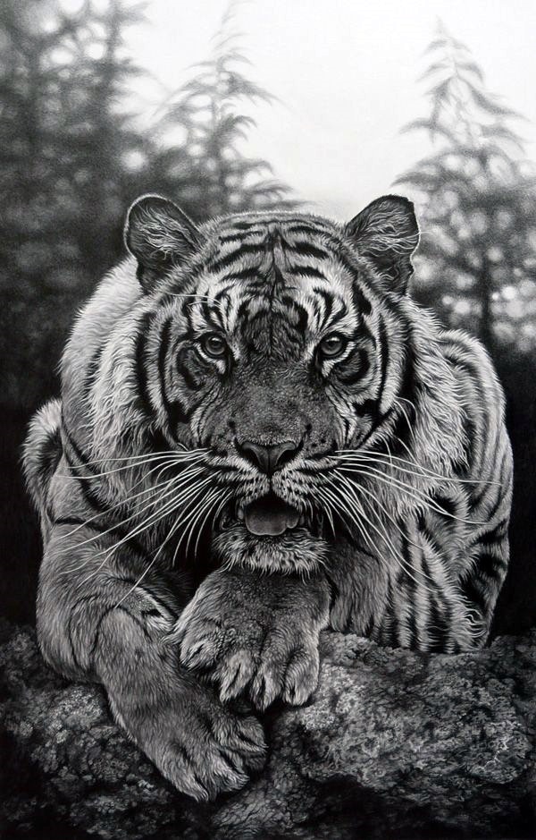 40 Realistic Animal Pencil Drawings