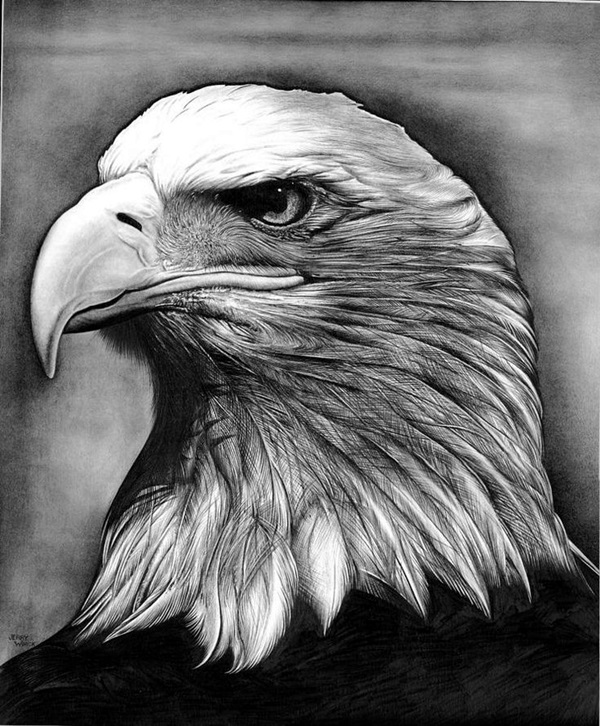Beginner Realistic Wildlife Drawings Beginner Realistic Wildlife Drawings