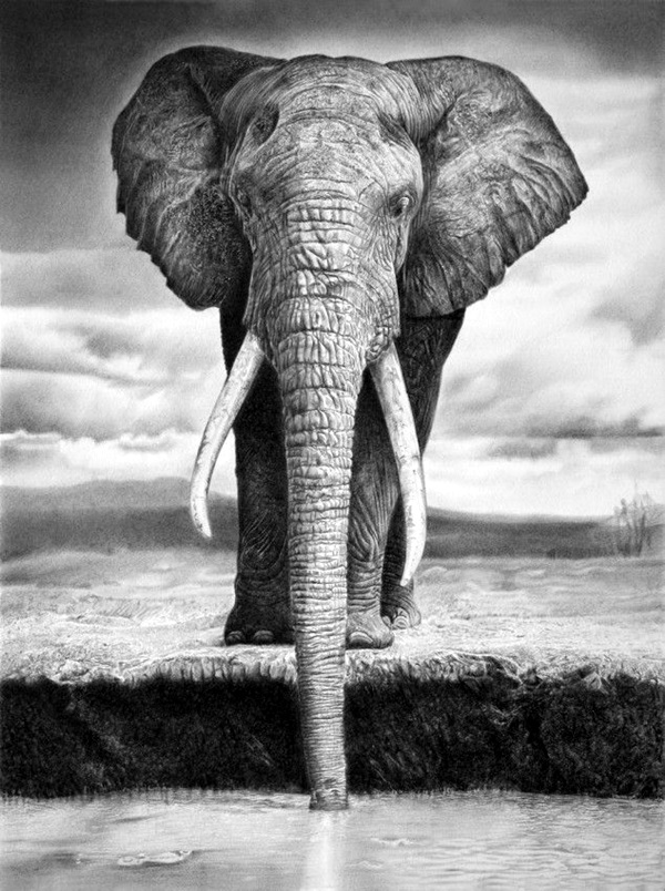 40 Beautiful Pencil Drawing Pictures Of Animals 40 Beautiful Pencil Drawing Pictures Of Animals