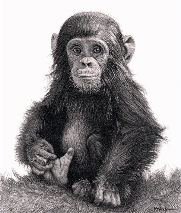 Realistic Baby Animals Drawings