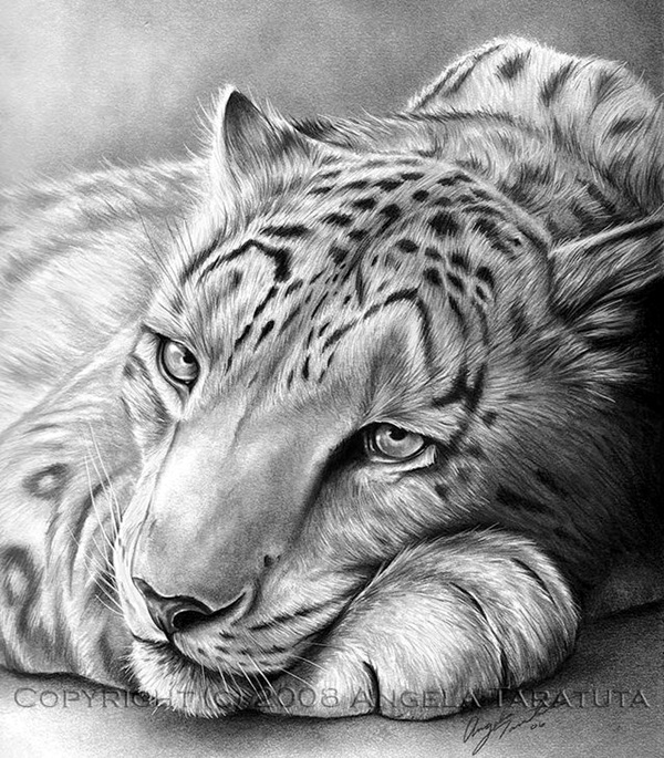 Pencil Drawings Of Wild Animals