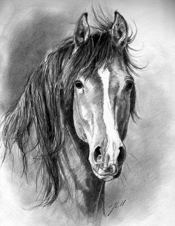 Pencil Shading Drawings of Animals Lloyd Immill