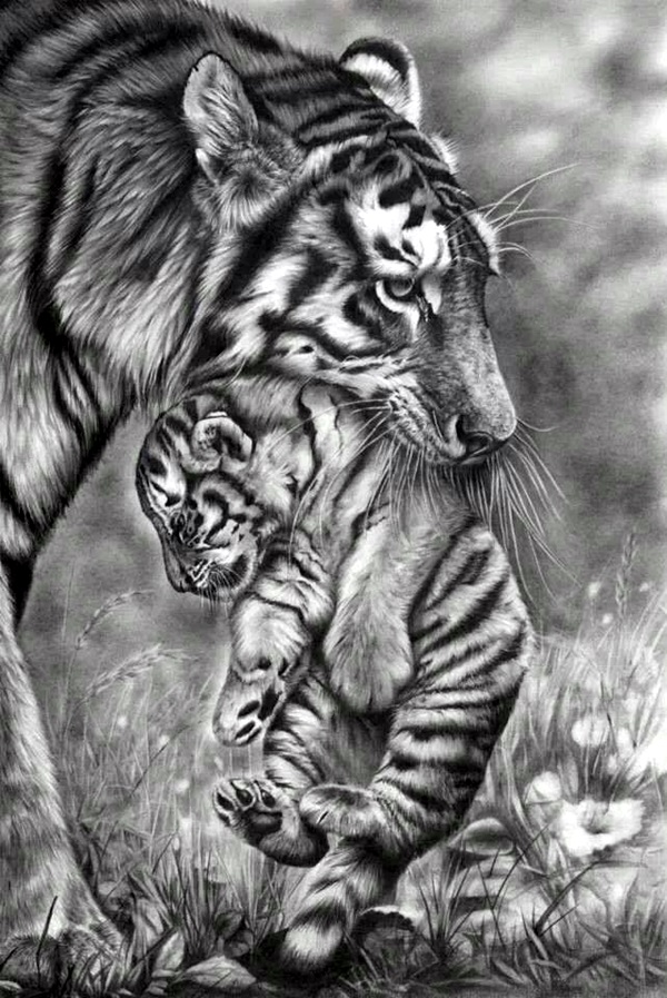 40 Realistic Animal Pencil Drawings Bored Art