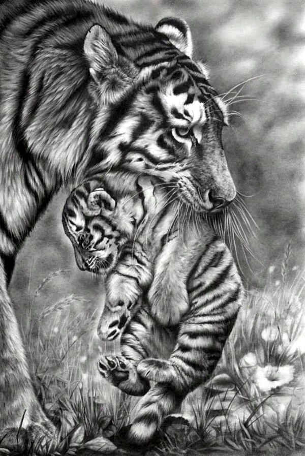 Realistic Animal Pencil Drawings ProDrawingClub Pencil Art Drawing Realistic Animal Pencil Drawings ProDrawingClub Pencil Art Drawing