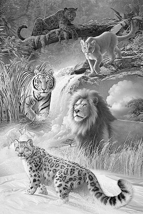 Pencil Drawings Of Wildlife