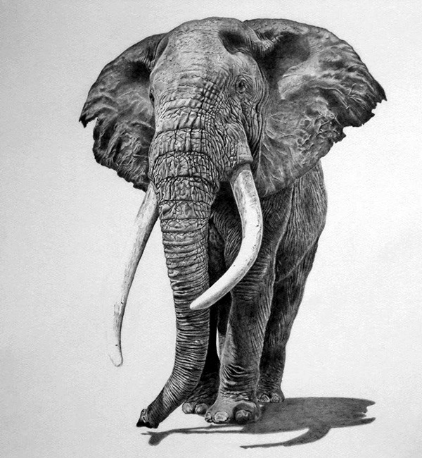 Pencil Drawings Of Wildlife Scenes