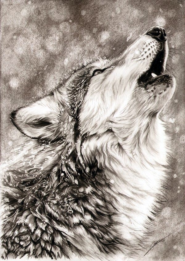 Drawings of Animals Immortalised in Pencil Drawings-saigonsouth.com.vn