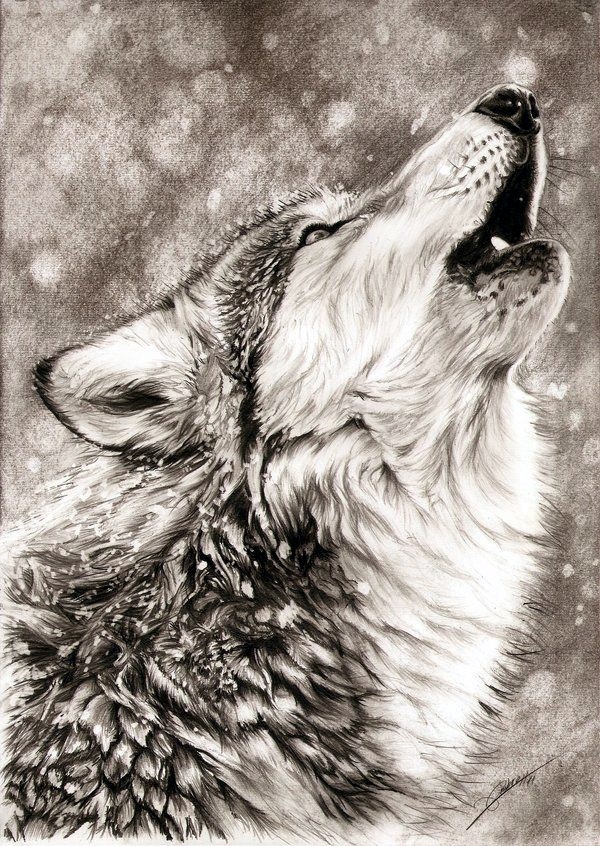 pencil drawings of animals