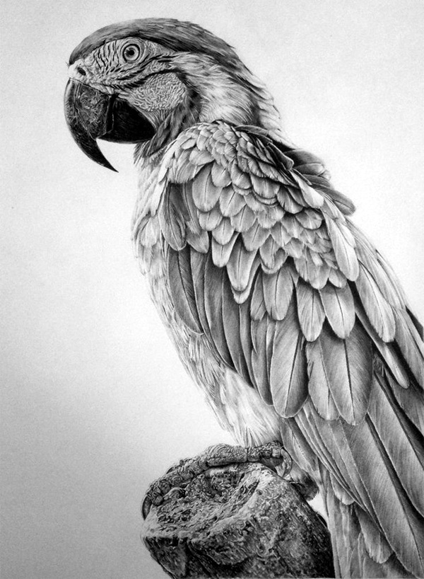 40 Realistic Animal Pencil Drawings