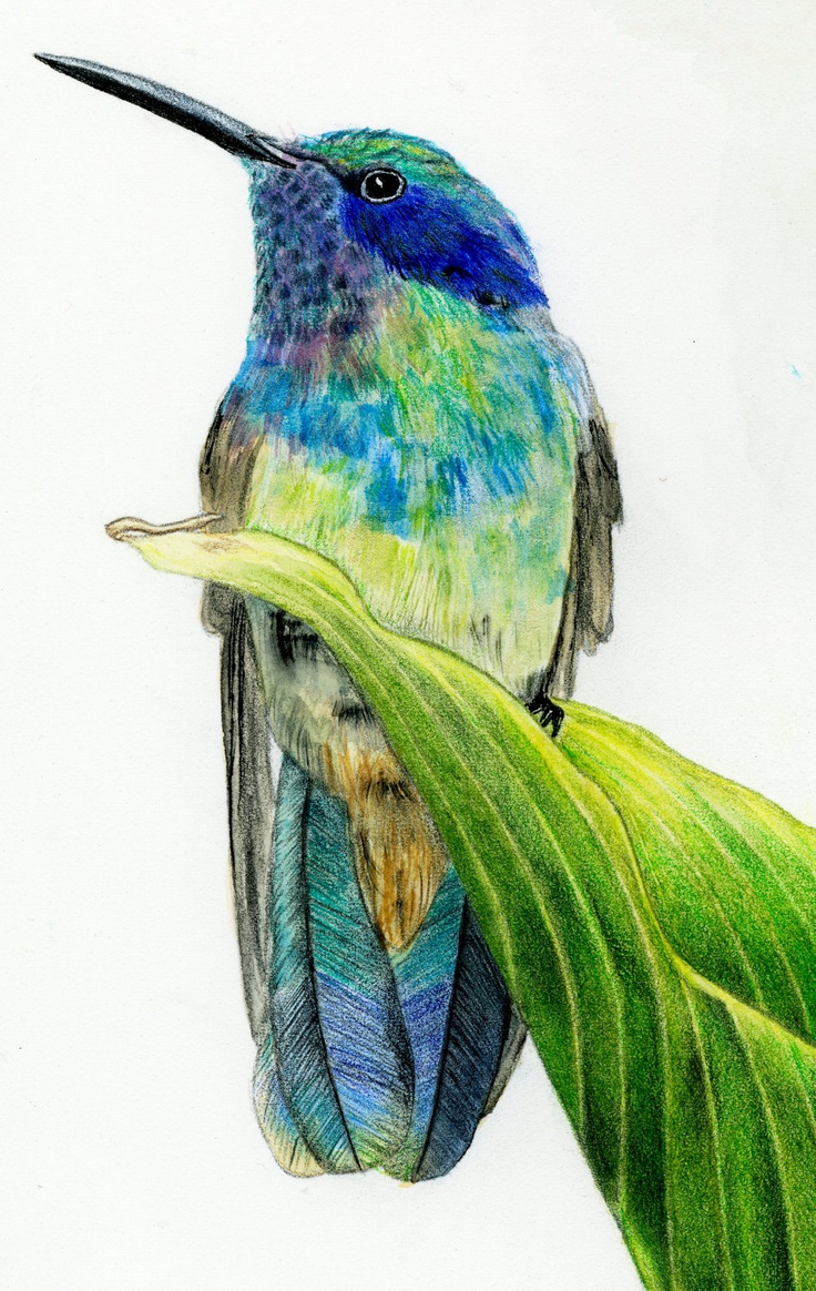 Beginner Colored Pencil Drawing