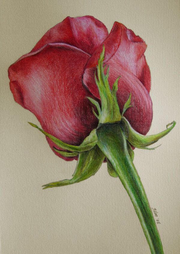 Color Pencil Drawing Images