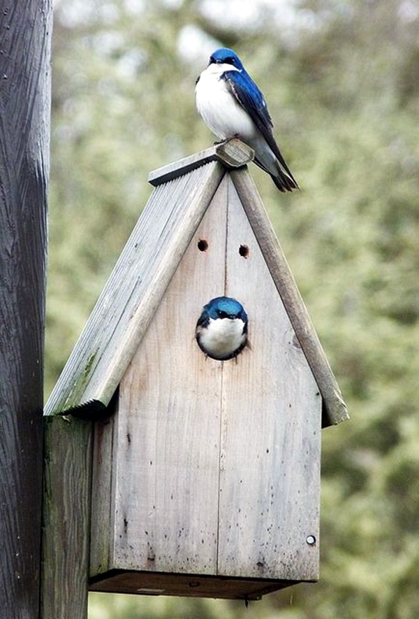 Beautiful Bird House Designs You Will Fall in Love with (10)