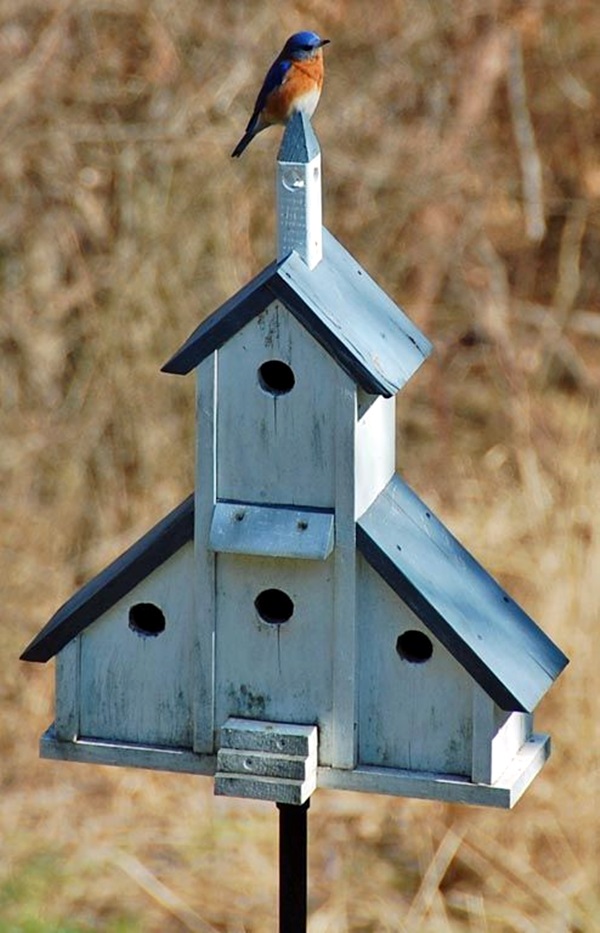 Beautiful Bird House Designs You Will Fall in Love with (46)