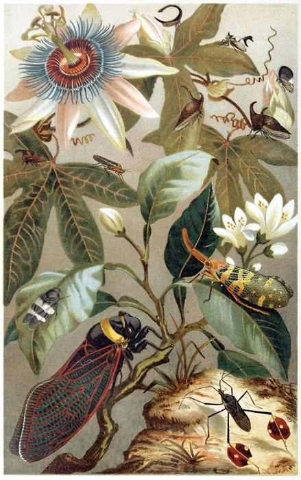 botanical art 33