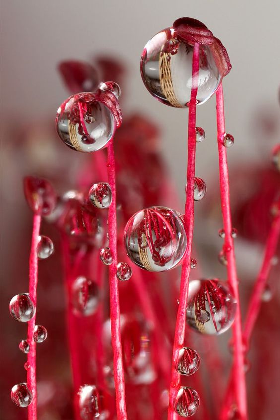 Macro Photography Making Miniatures Look Mega Bored Art Macro Photography Making Miniatures Look Mega Bored Art