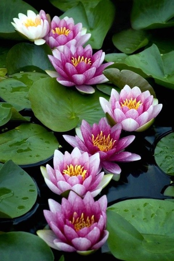 Peaceful Lotus Flower Painting Ideas (15)