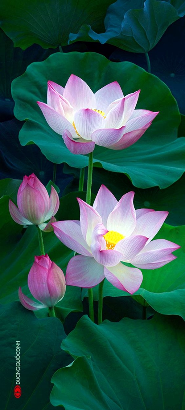 Peaceful Lotus Flower Painting Ideas (18)