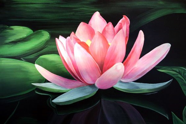 lotus flower unfurling