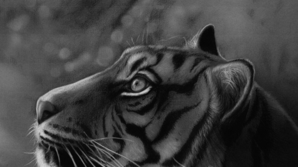 beautiful-illustrations-of-charcoal-painting0261