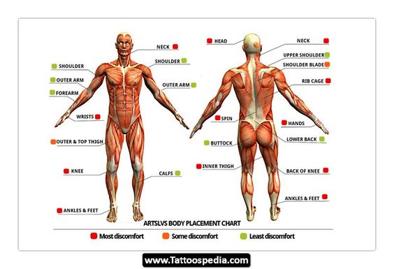 Tattoo Pain Chart Scale What Is The Most Least Painful Place Male   Female  Saved Tattoo