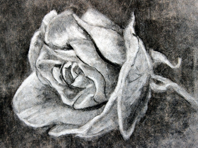 How To Draw A Flower In Charcoal Improve Drawing