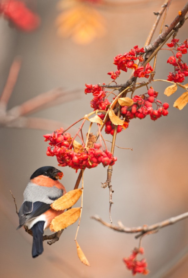 magical-fall-photography-ideas-to-try-this-year0031