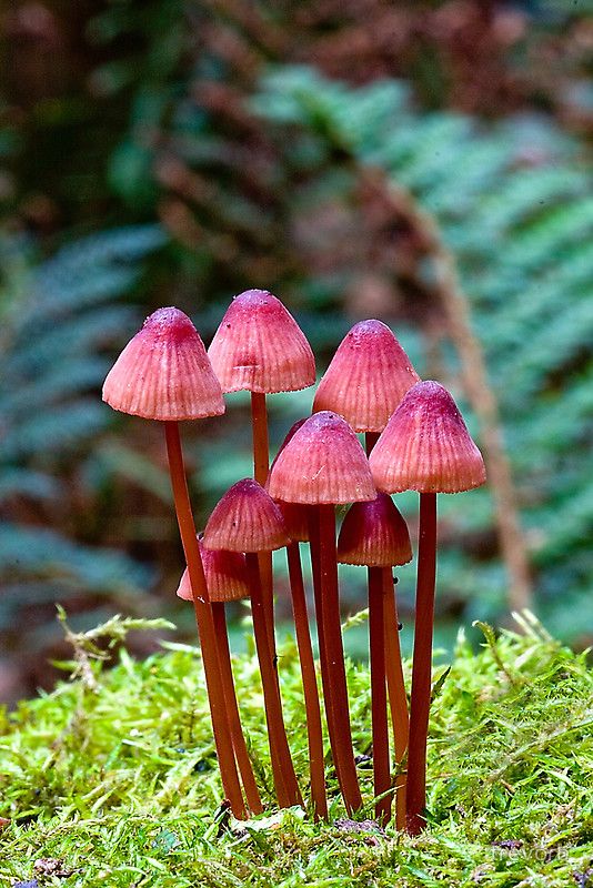 Memorable And Minute Mushroom Photography - Bored Art