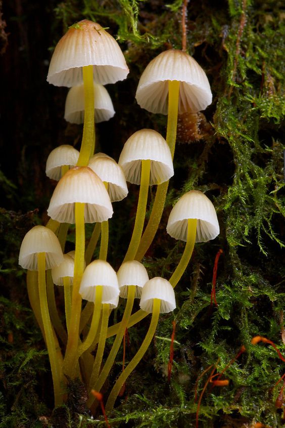 Memorable And Minute Mushroom Photography - Bored Art