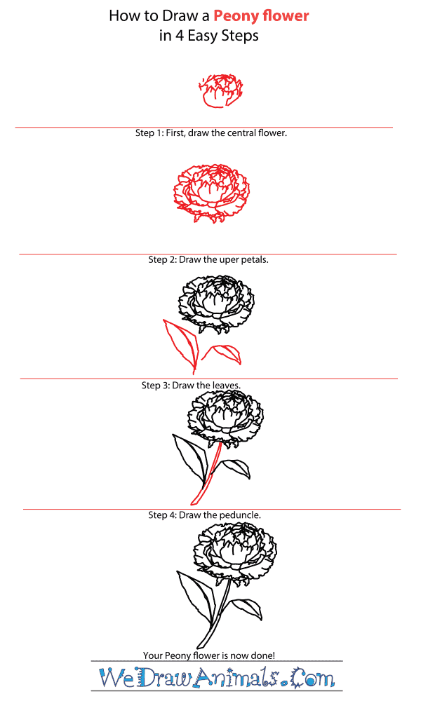 How To Draw A Flower (Step By Step Image Guides)